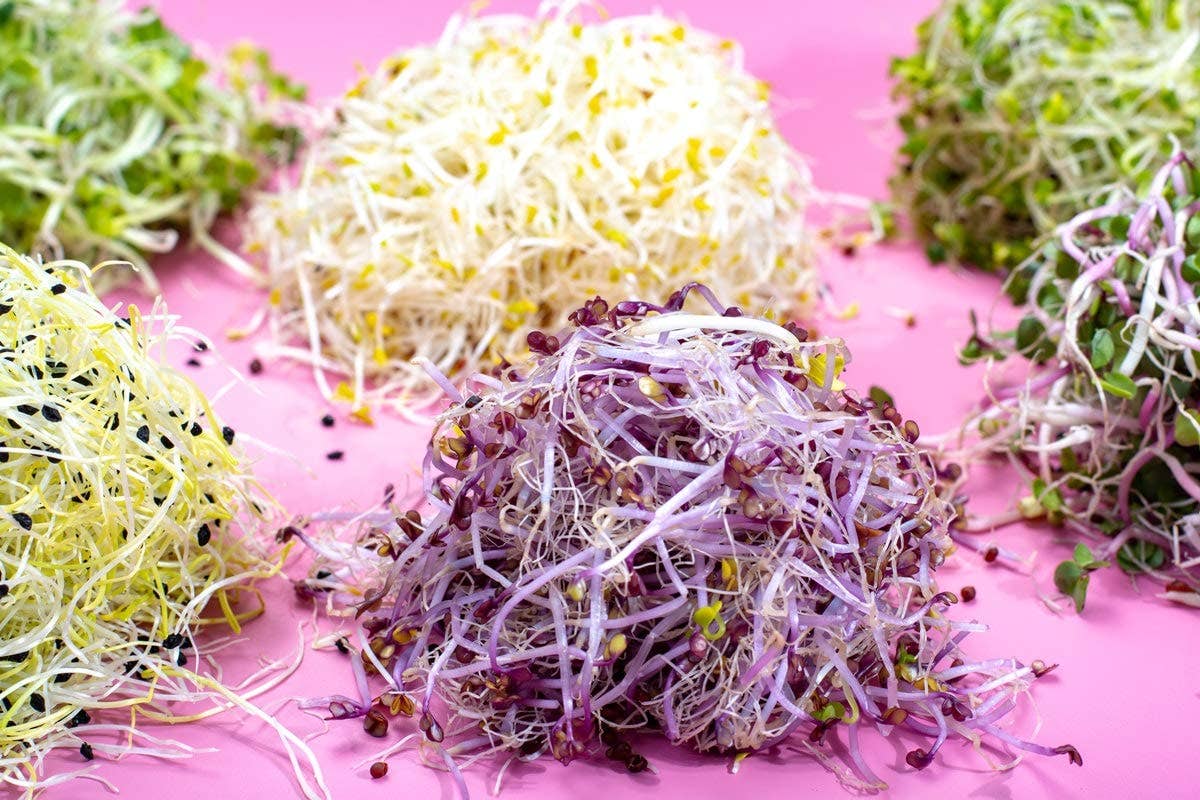 Organic Spicy Mix of Sprouting Seeds — Rich Germination Rate: 12 Ounces