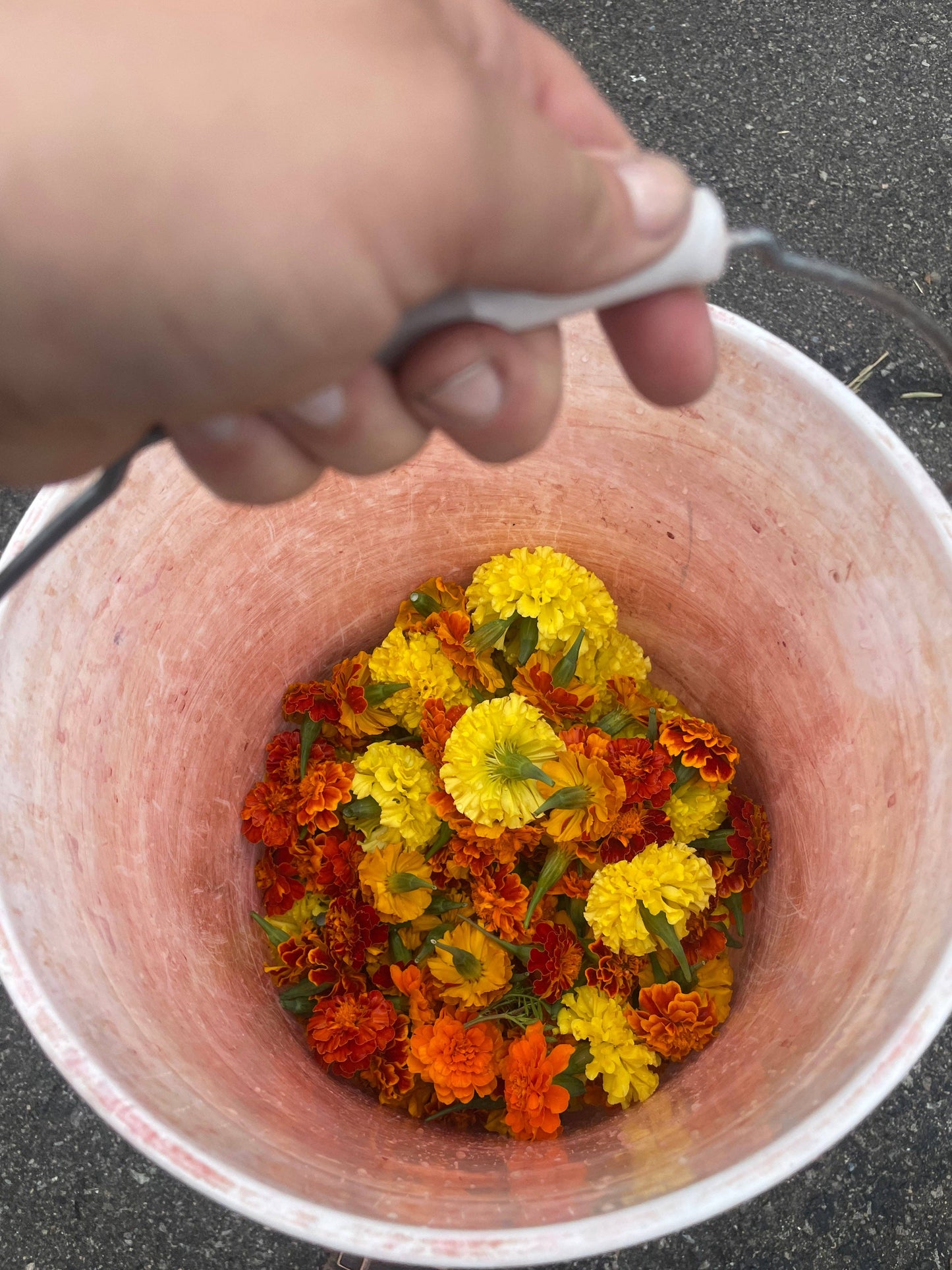 Marigold Dye Kit | Craft Kit : 1 Bandana