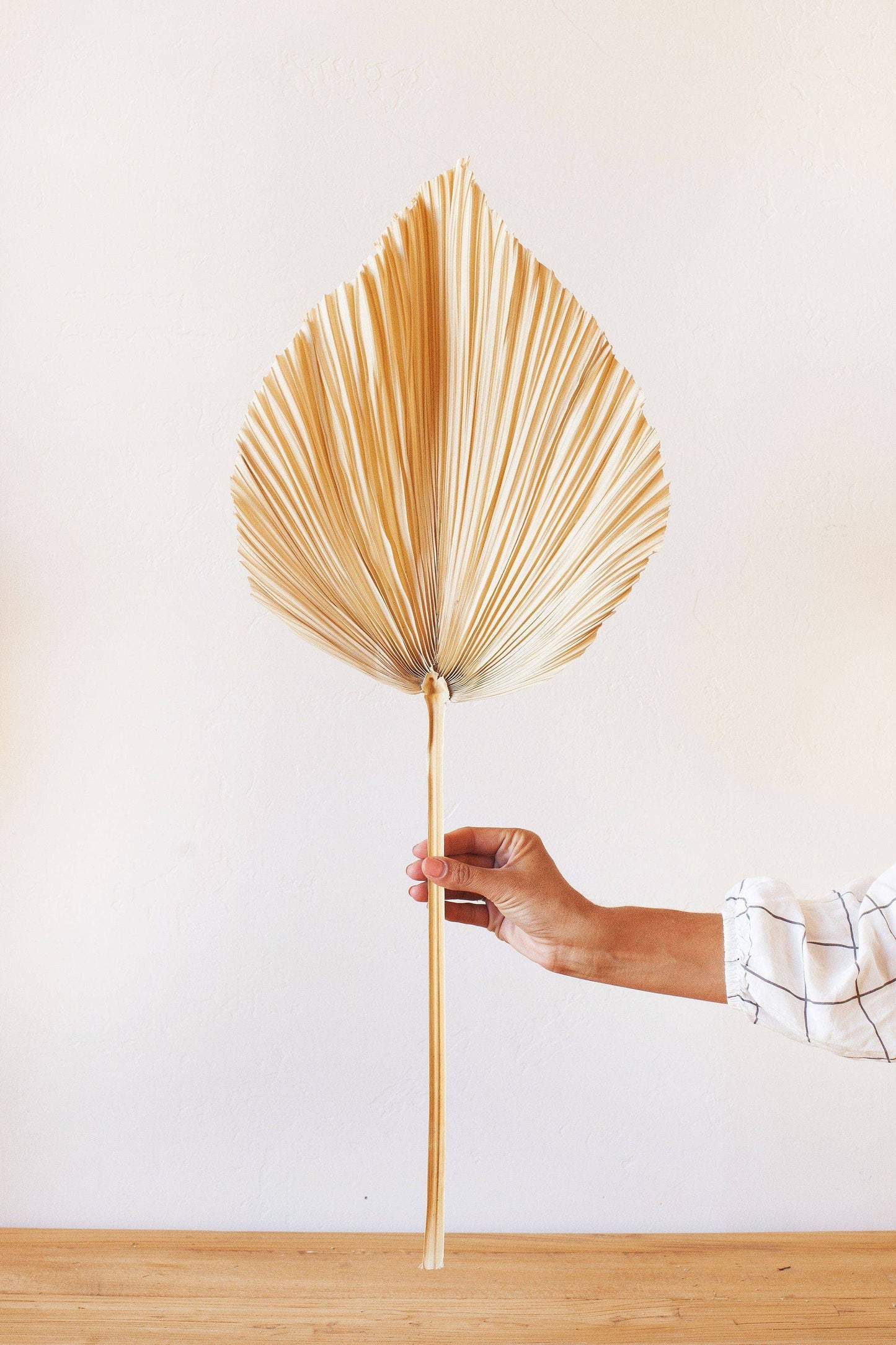White Giant Spade Palm Frond