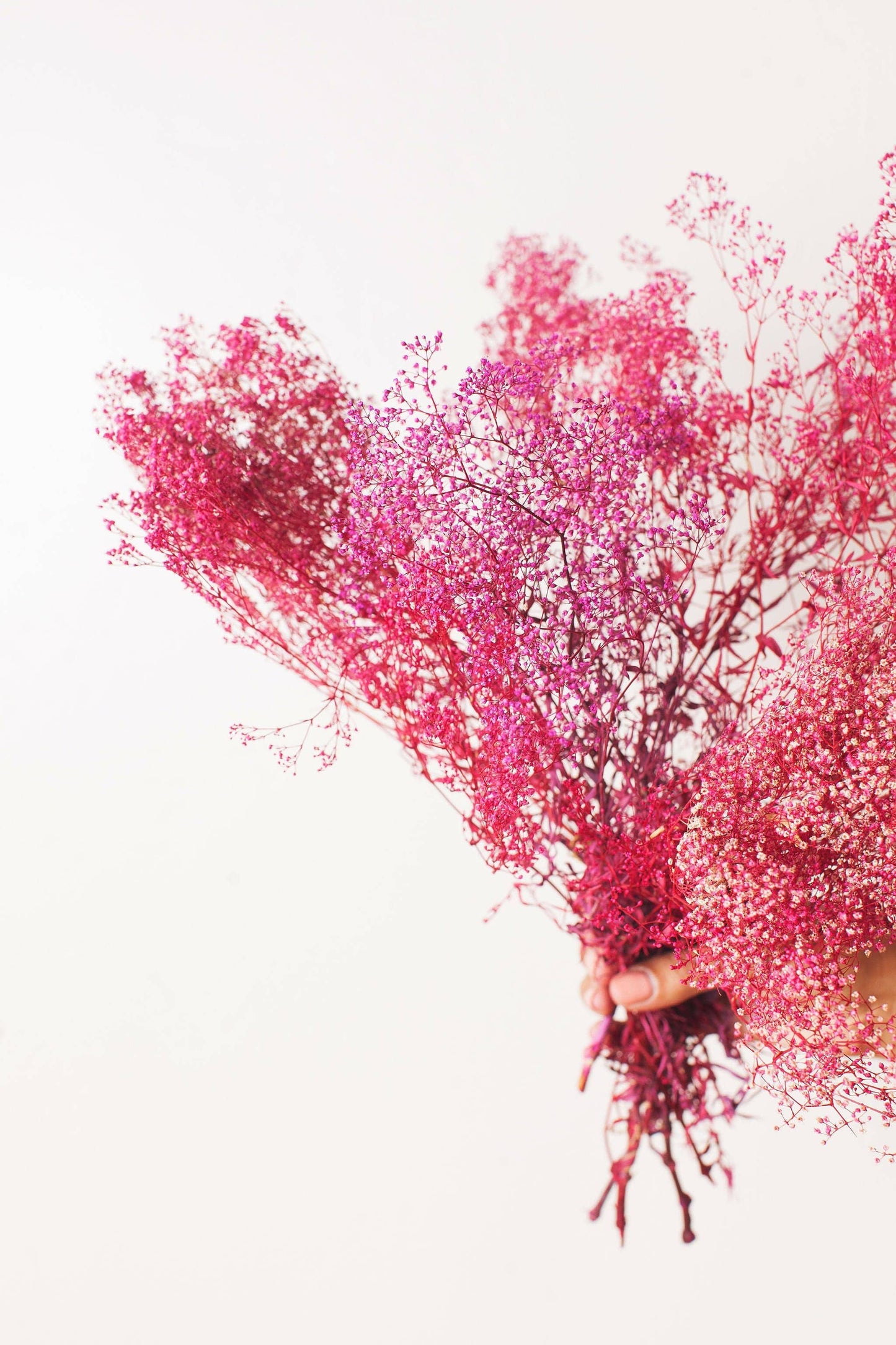 Berry Pink Baby's Breath