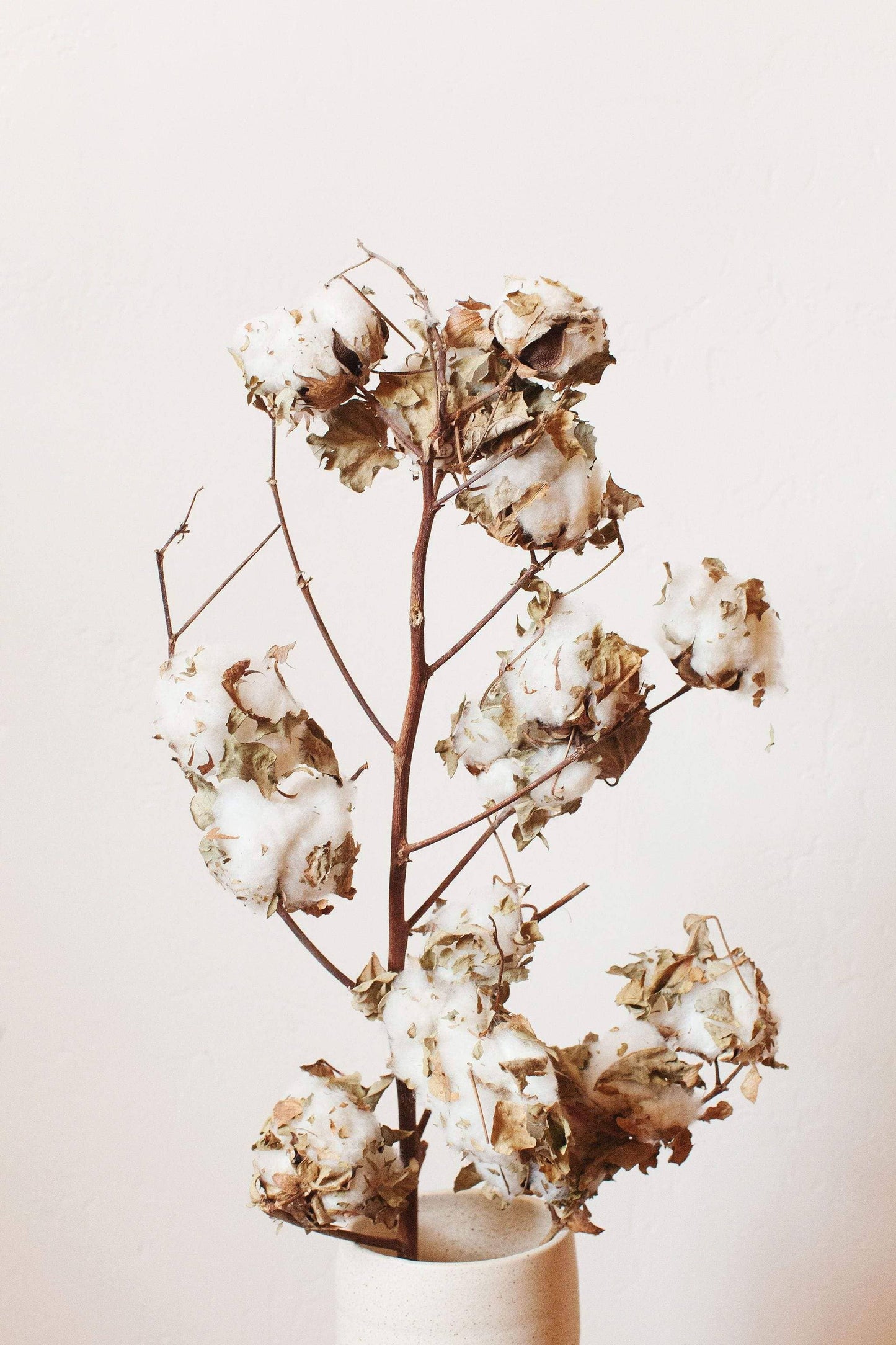 Cotton Stem