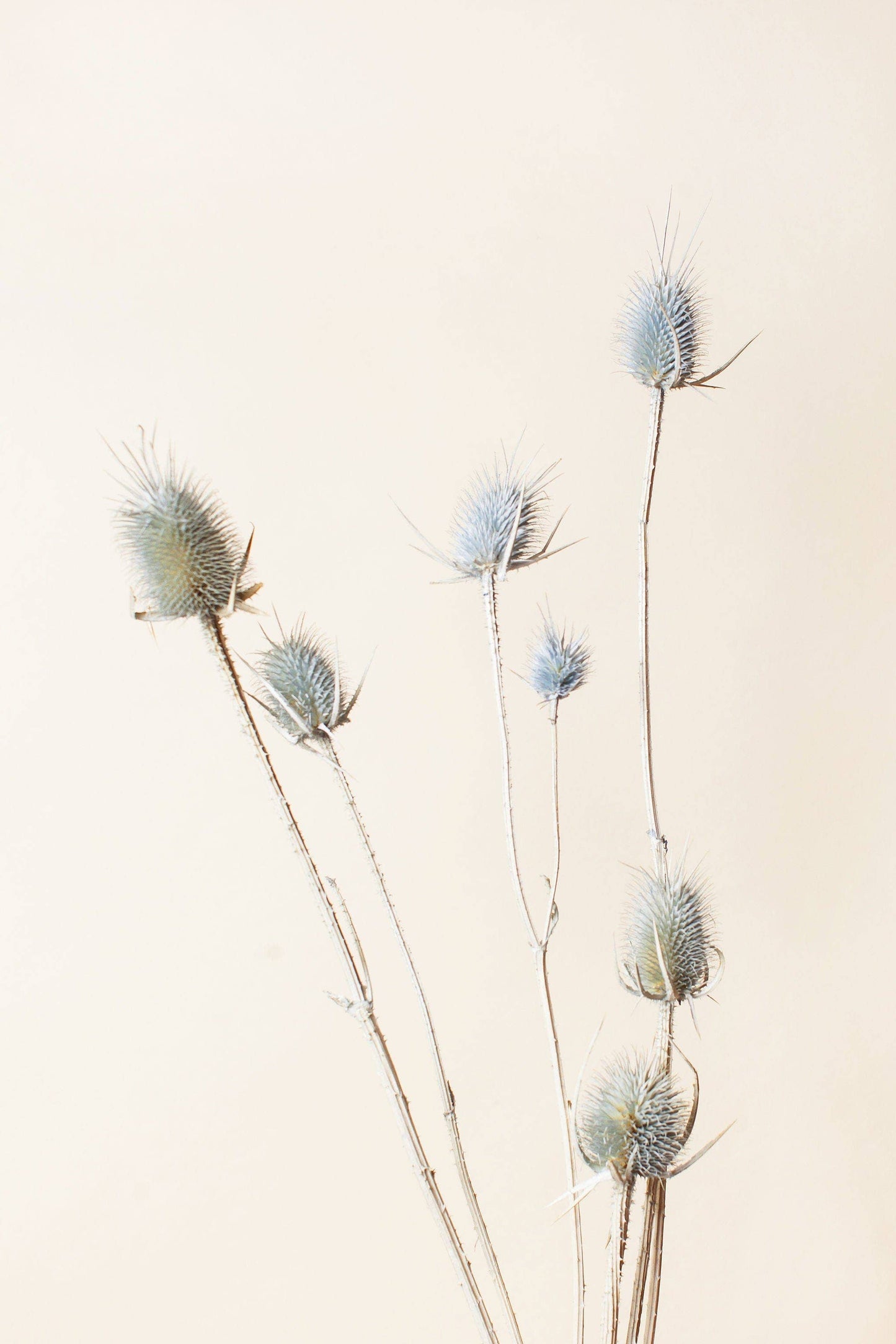 Powder Blue Thistle
