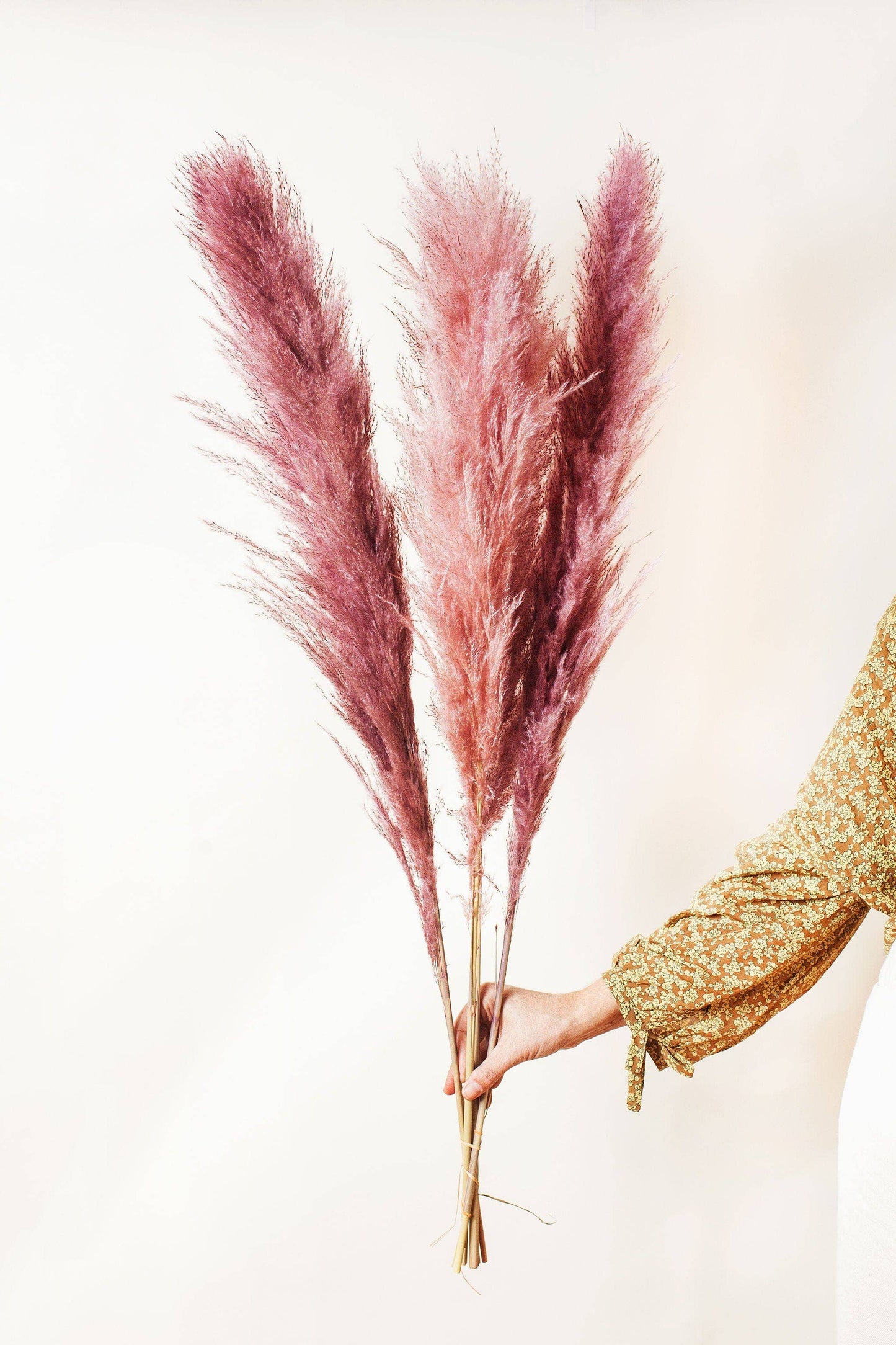 Rose Pink Pampas Grass