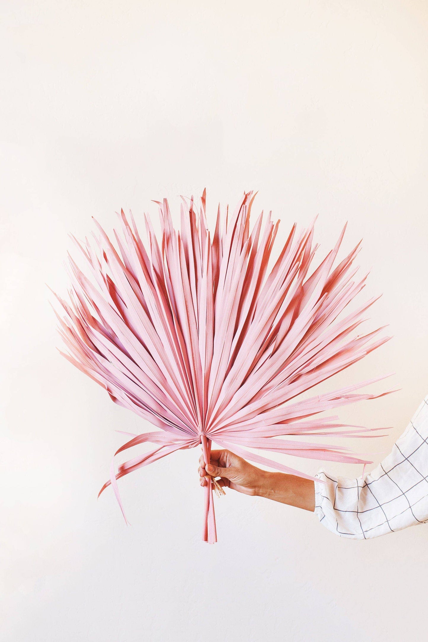 Giant Pink Sun Palm