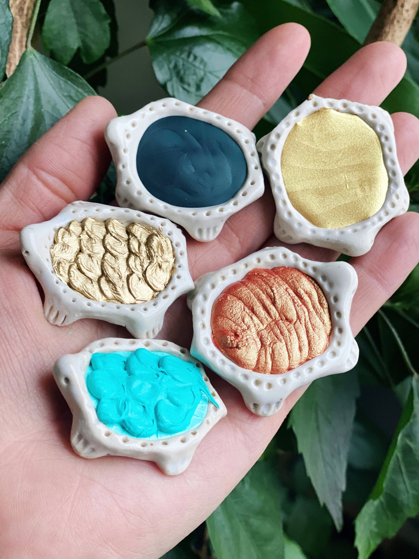 Turtlecolour Preorder