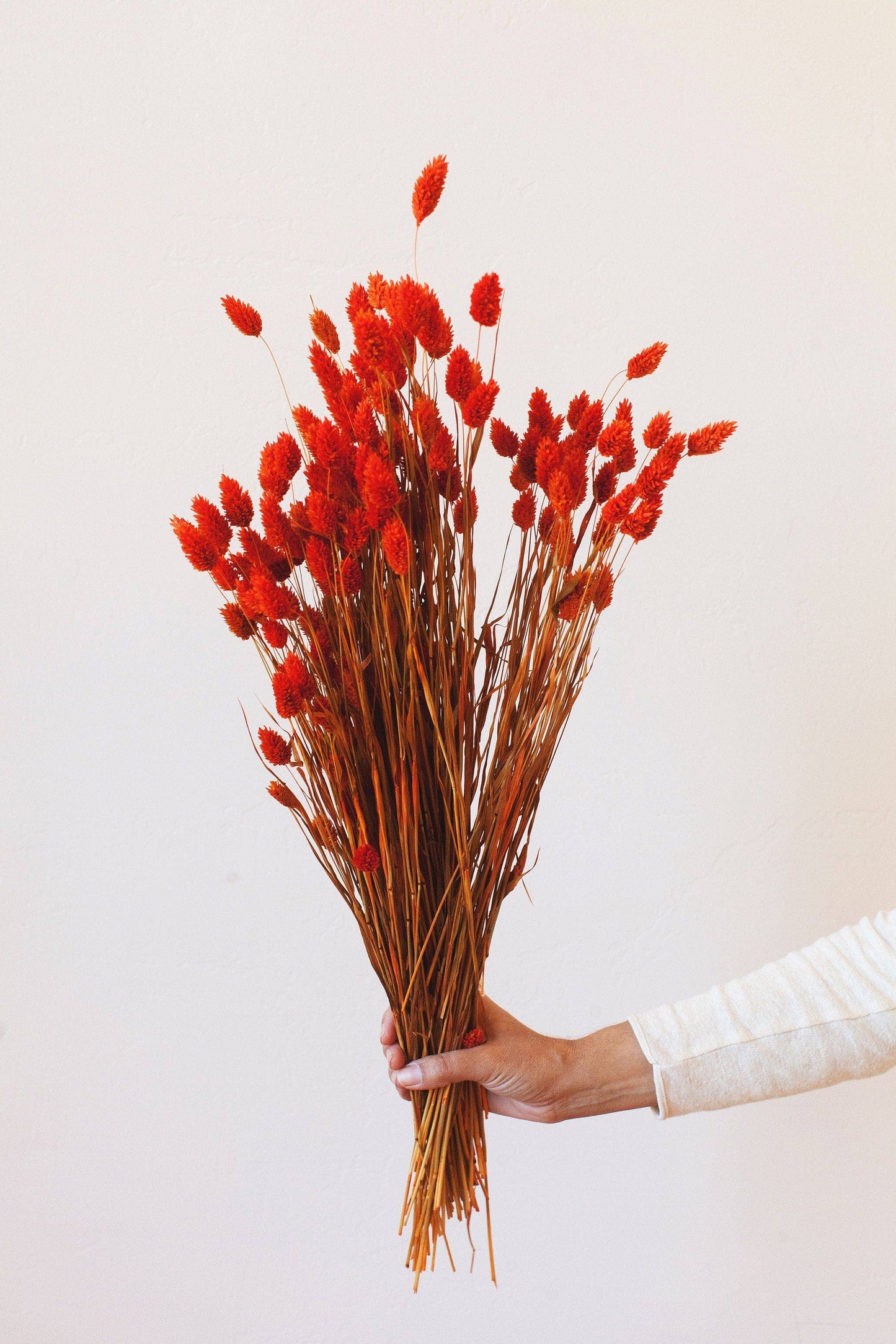 Poppy Orange Phalaris