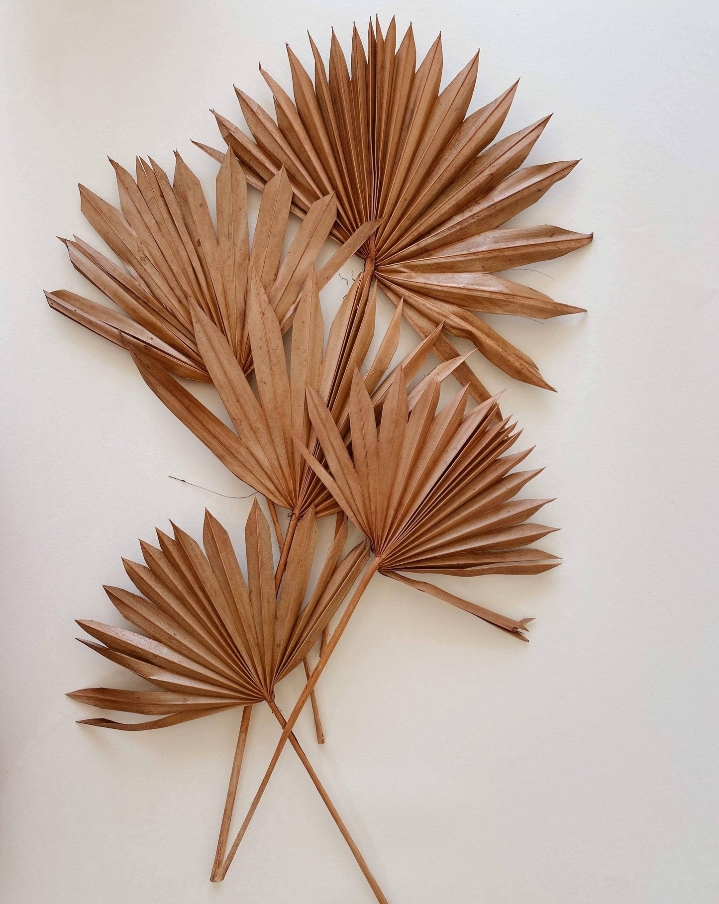 Terra Cotta Sun Palms