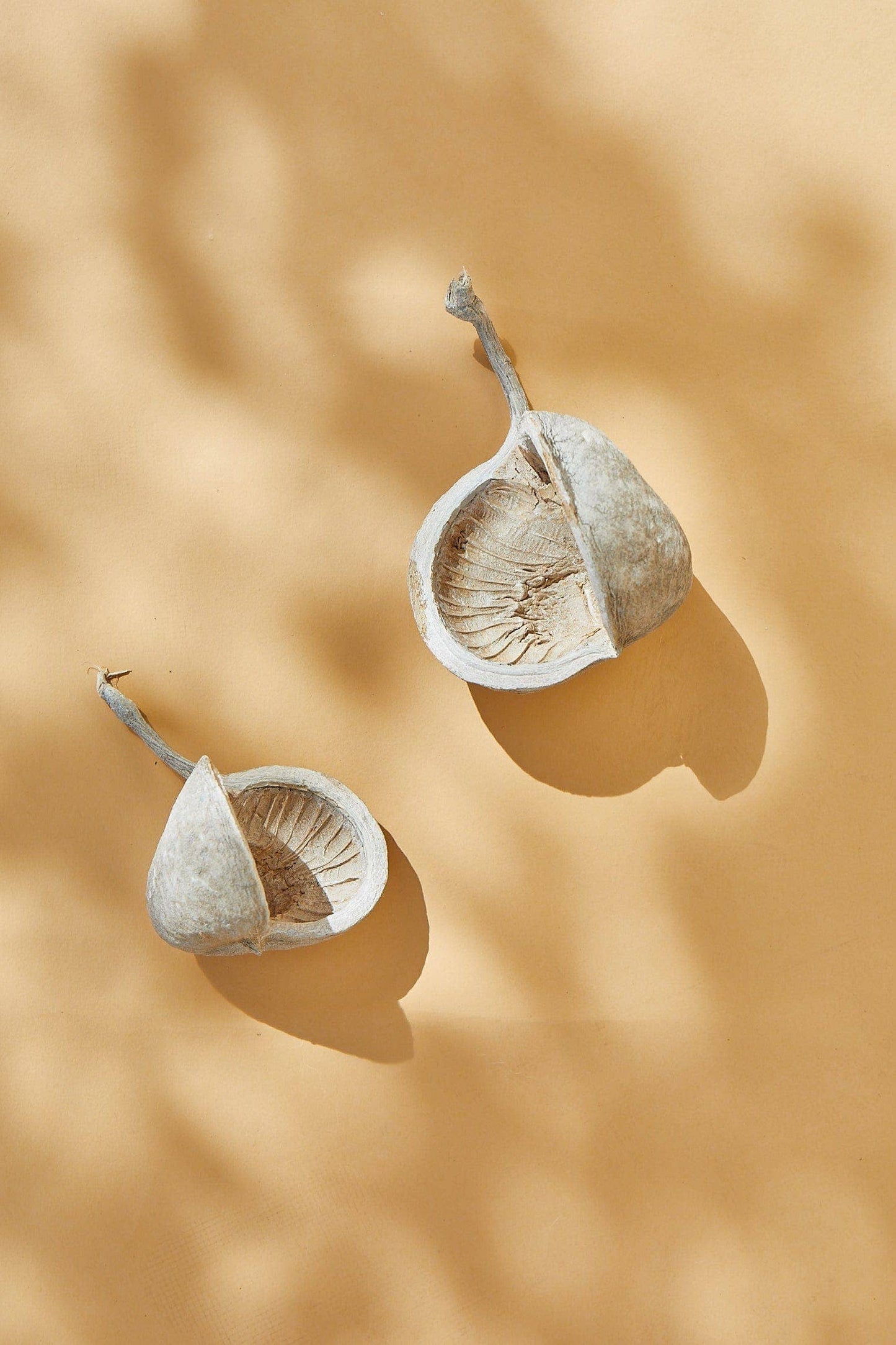 Buddha Nut Pods