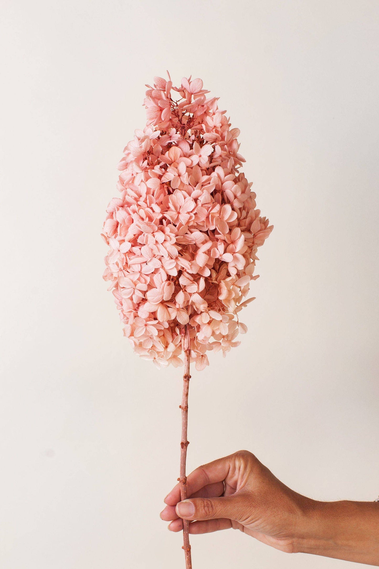 Blush Tower Hydrangea