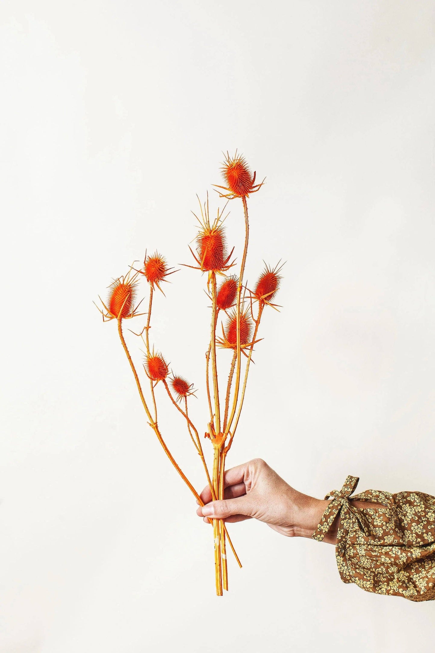 Orange Thistle