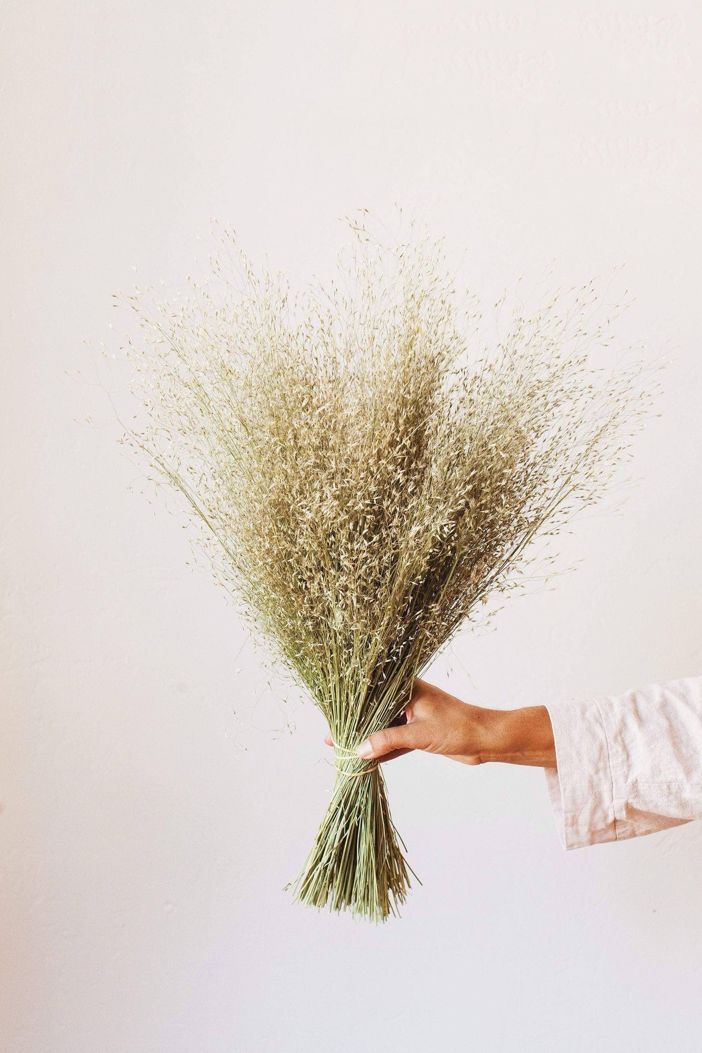 Indian Rice Grass