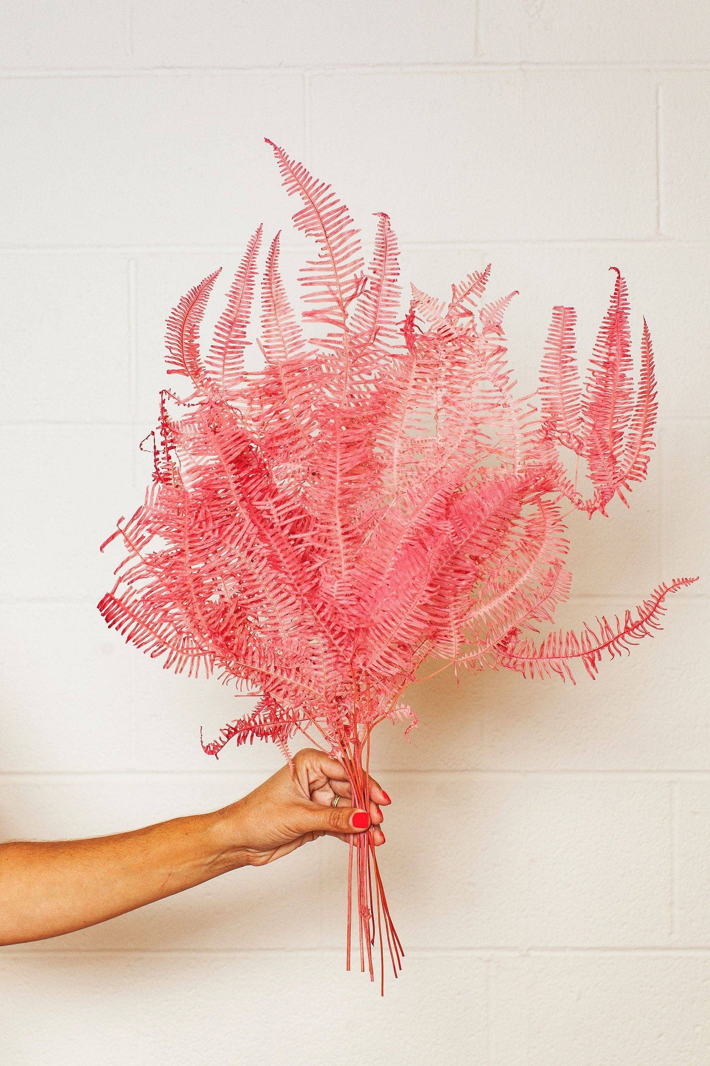 Red Star Fern