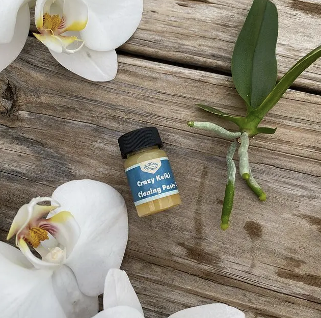 Crazy Keiki Cloning Paste