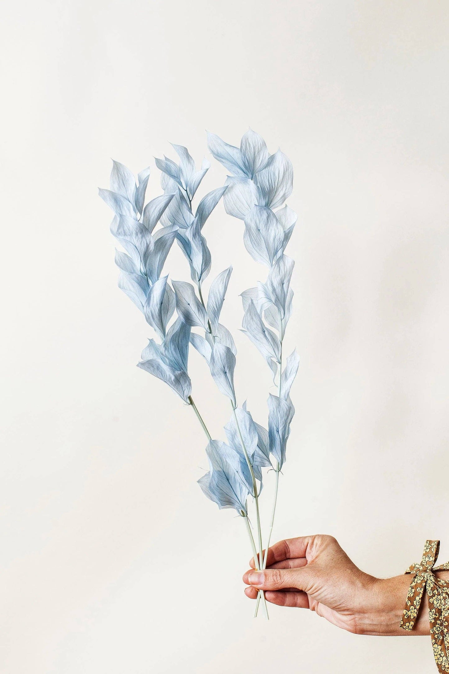 Baby Blue Ruscus