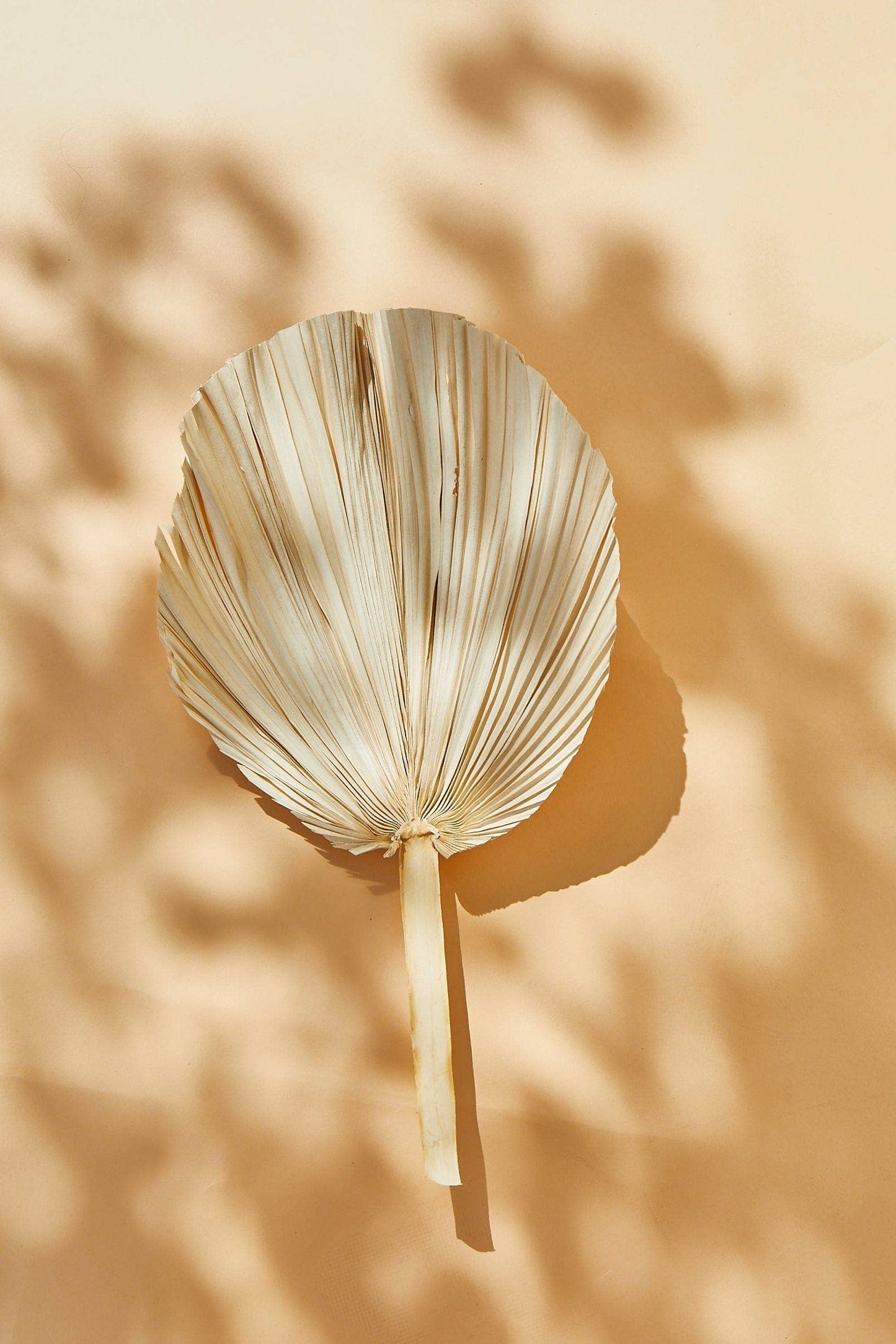 White Giant Round Palm Frond