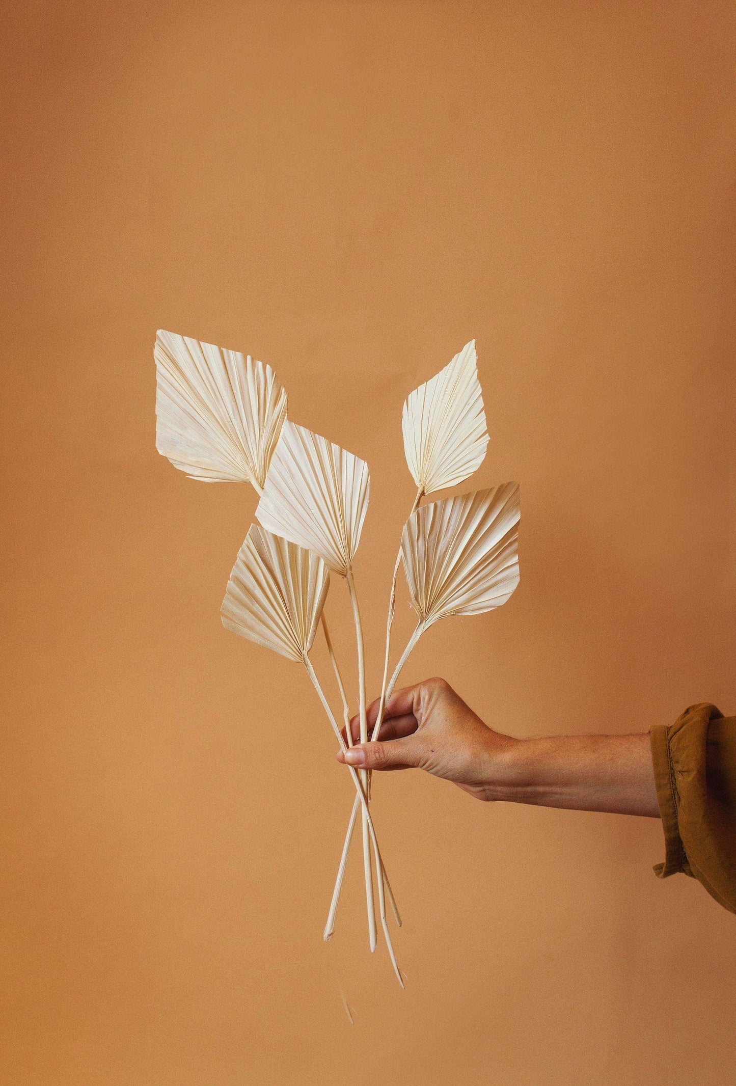 White Spade Palm