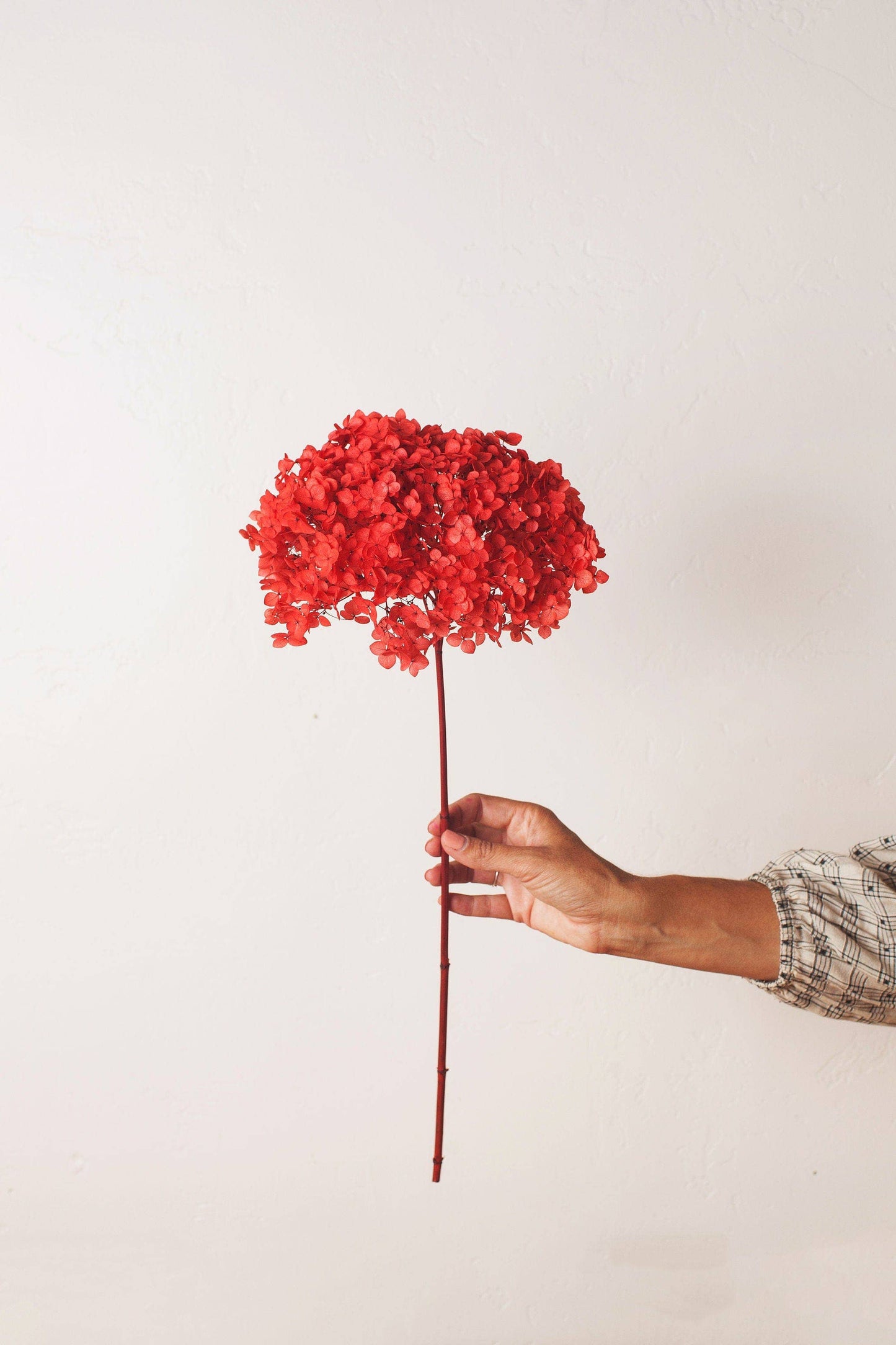 Cherry Red Hydrangea Puff