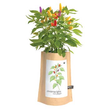 Garden in a Bag - Christmas Lights Peppers Kit