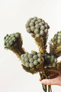 Green Brunia