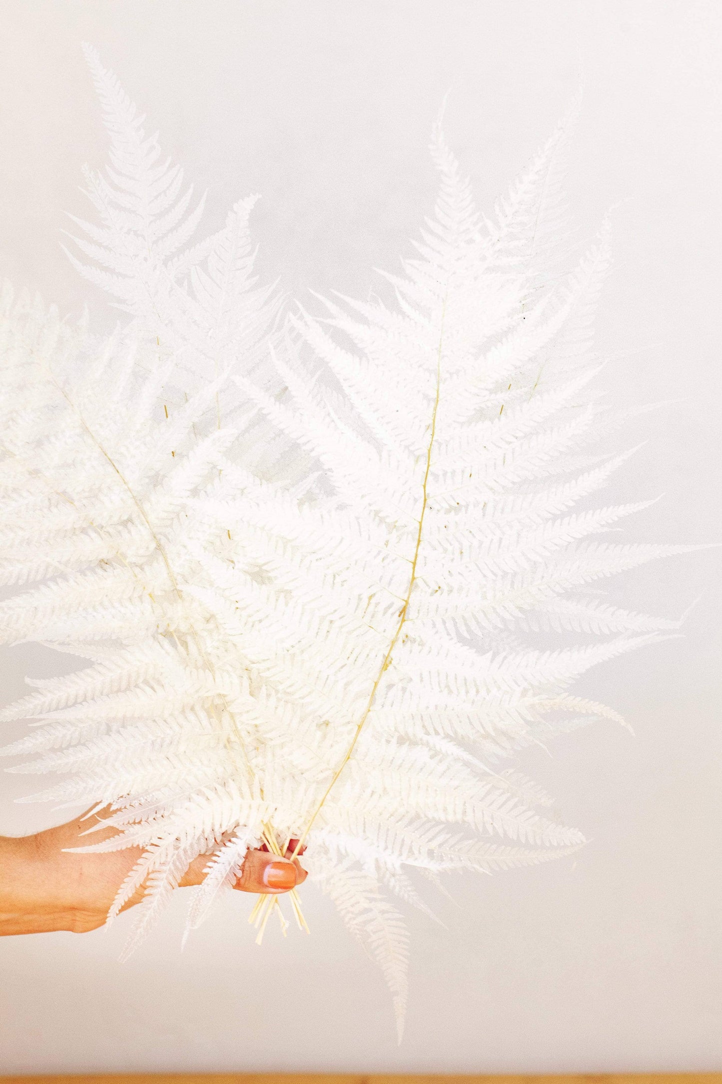 White Long Fern