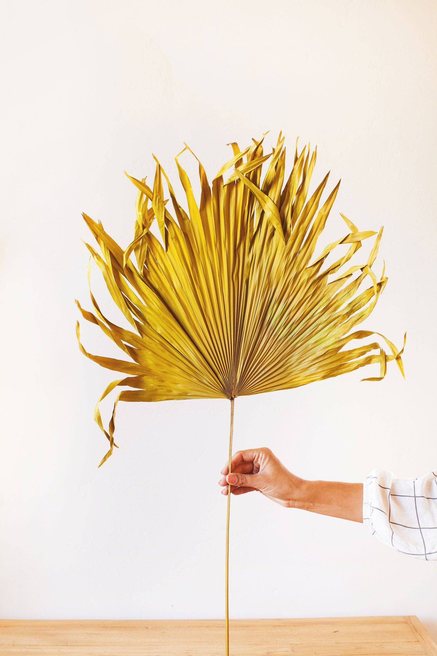 Giant Mustard Palm Frond