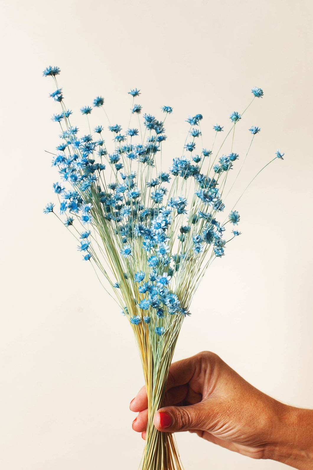 Sky Blue Star Flower
